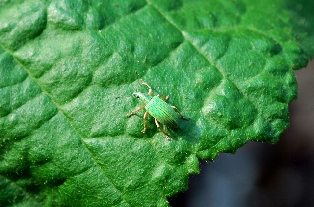 Polydrusus formosus - Curculionidae